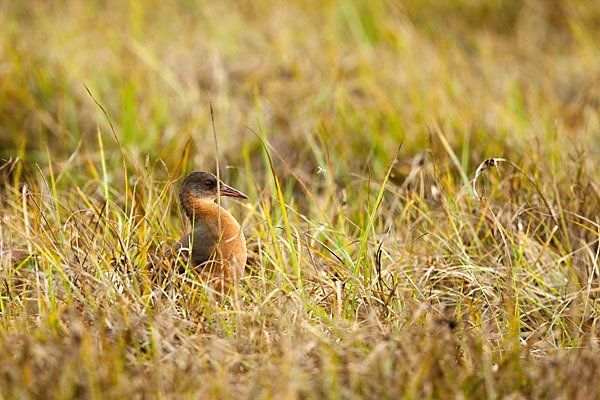 Rougetralle (Rougetius rougetii)