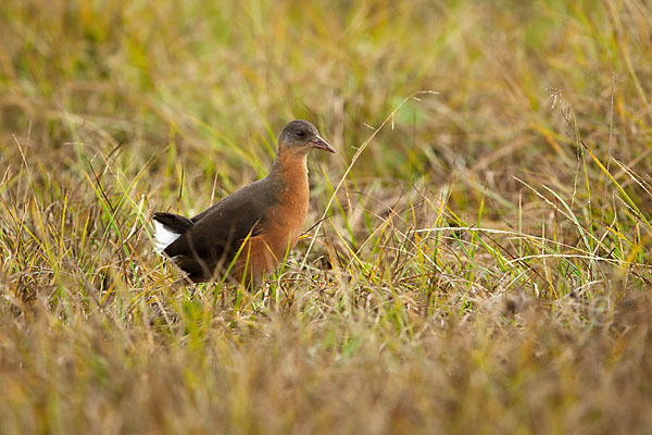 Rougetralle (Rougetius rougetii)