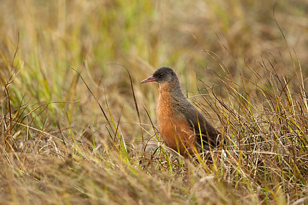 Rougetralle (Rougetius rougetii)