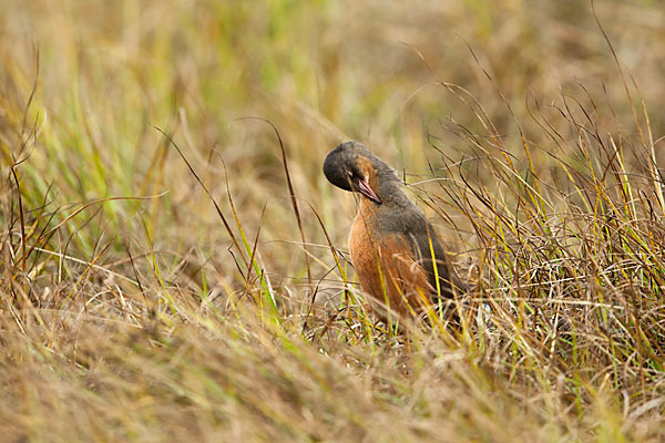 Rougetralle (Rougetius rougetii)