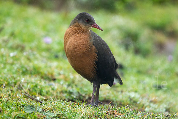 Rougetralle (Rougetius rougetii)