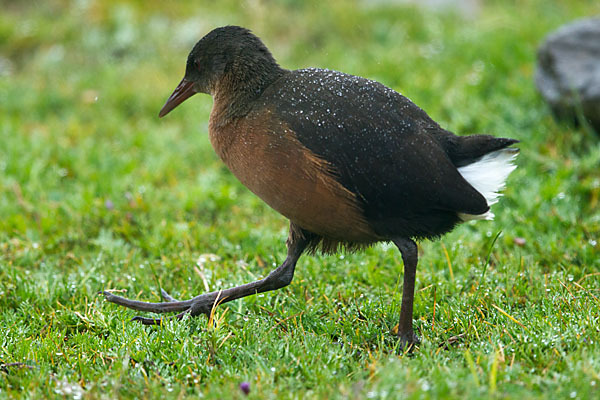 Rougetralle (Rougetius rougetii)