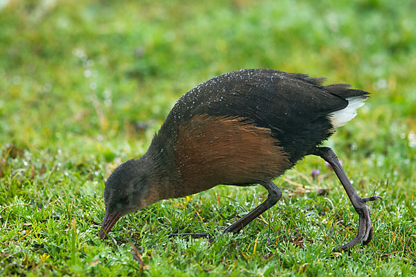 Rougetralle (Rougetius rougetii)