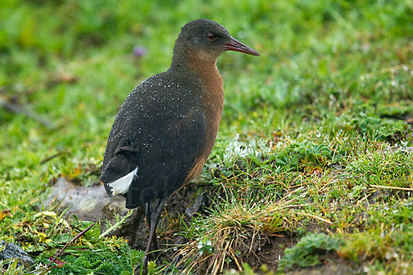 Rougetralle (Rougetius rougetii)