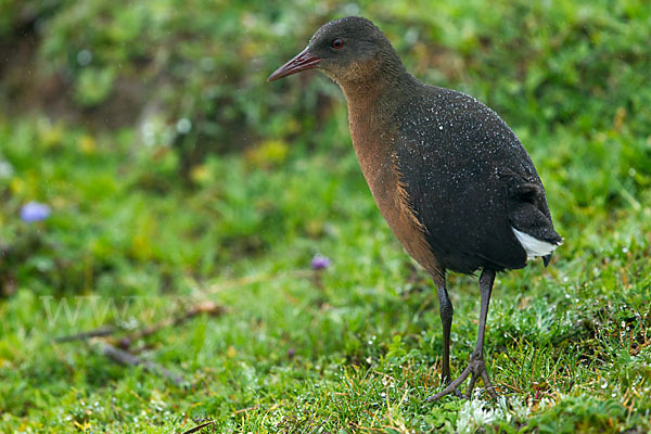 Rougetralle (Rougetius rougetii)