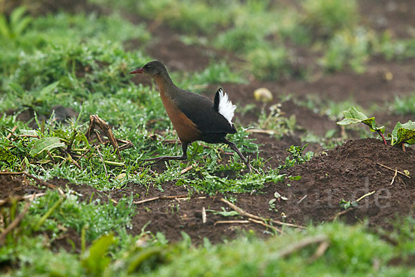 Rougetralle (Rougetius rougetii)