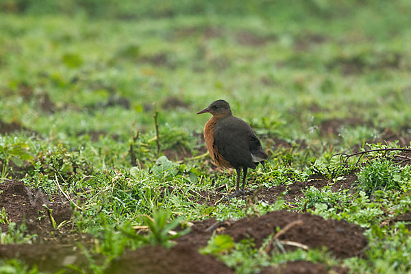 Rougetralle (Rougetius rougetii)