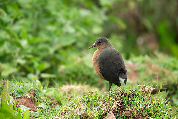 Rougetralle (Rougetius rougetii)