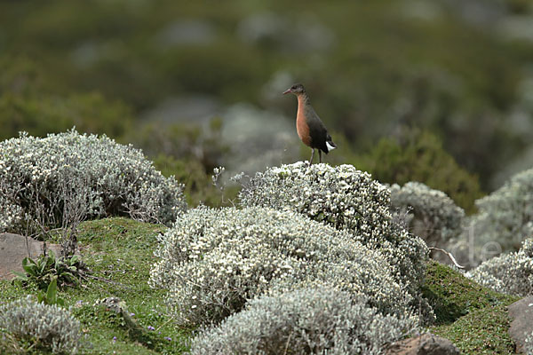 Rougetralle (Rougetius rougetii)