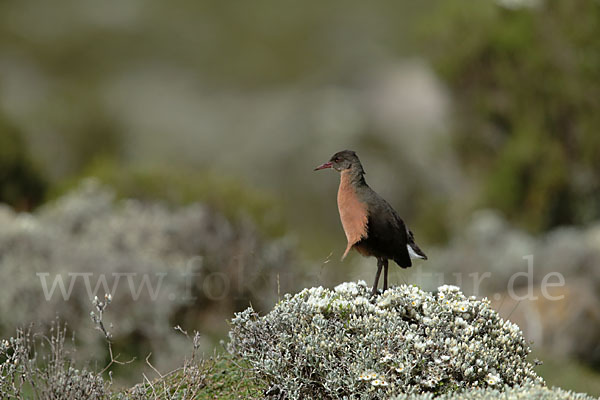 Rougetralle (Rougetius rougetii)