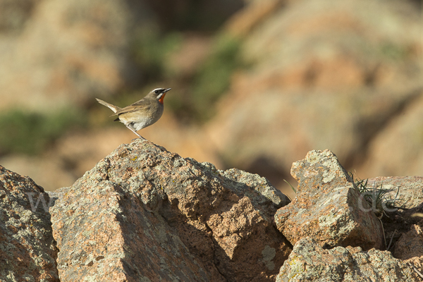 Rubinkehlchen (Calliope calliope)