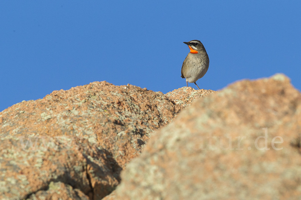 Rubinkehlchen (Calliope calliope)