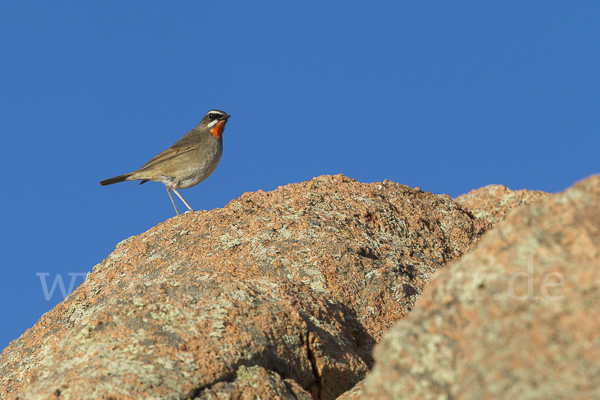 Rubinkehlchen (Calliope calliope)