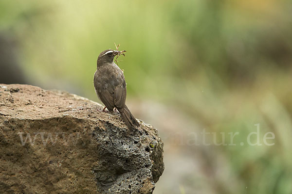 Rüppell-Girlitz (Serinus tristriatus)