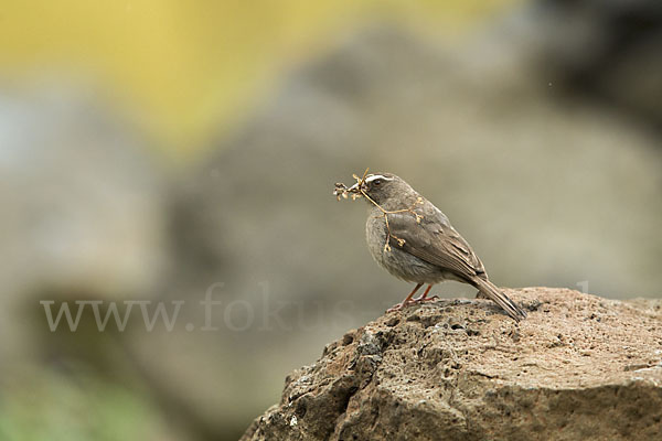 Rüppell-Girlitz (Serinus tristriatus)