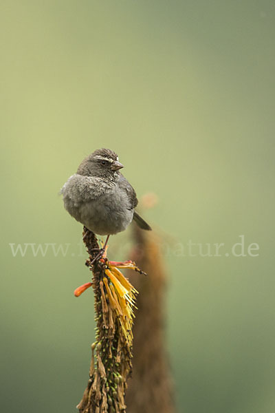 Rüppell-Girlitz (Serinus tristriatus)