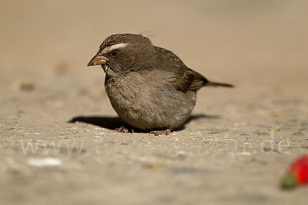 Rüppell-Girlitz (Serinus tristriatus)