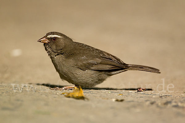 Rüppell-Girlitz (Serinus tristriatus)