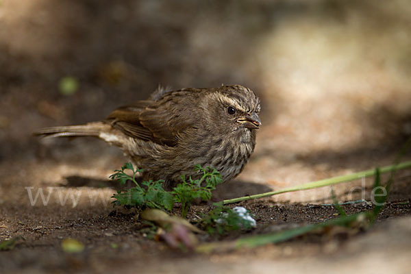 Rüppell-Girlitz (Serinus tristriatus)