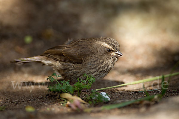 Rüppell-Girlitz (Serinus tristriatus)