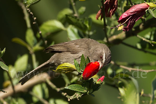 Rüppell-Girlitz (Serinus tristriatus)