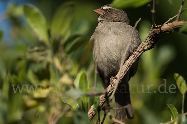 Rüppell-Girlitz (Serinus tristriatus)