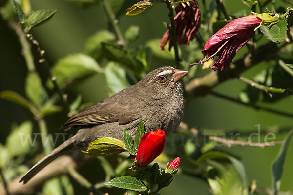 Rüppell-Girlitz (Serinus tristriatus)