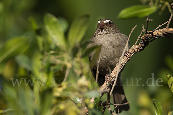 Rüppell-Girlitz (Serinus tristriatus)