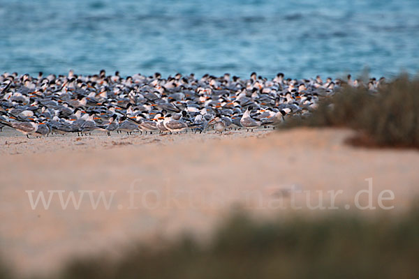 Rüppellseeschwalbe (Sterna bengalensis)