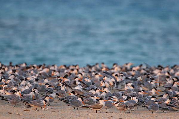 Rüppellseeschwalbe (Sterna bengalensis)