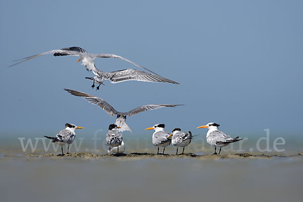 Rüppellseeschwalbe (Sterna bengalensis)