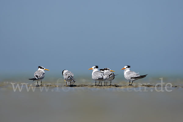 Rüppellseeschwalbe (Sterna bengalensis)