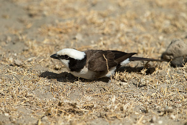 Rüppellwürger (Eurocephalus rueppelli)