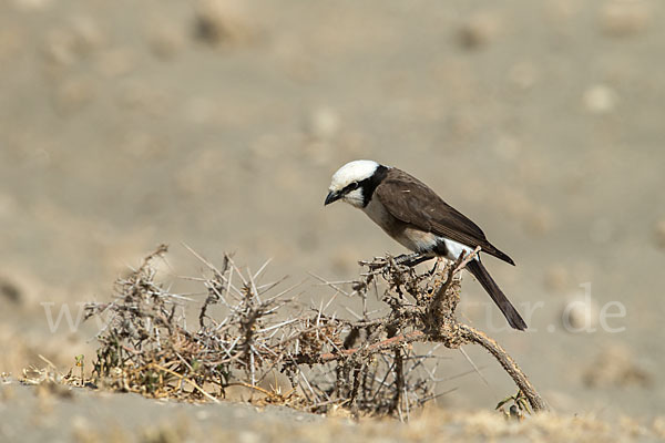 Rüppellwürger (Eurocephalus rueppelli)