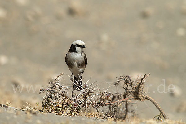 Rüppellwürger (Eurocephalus rueppelli)