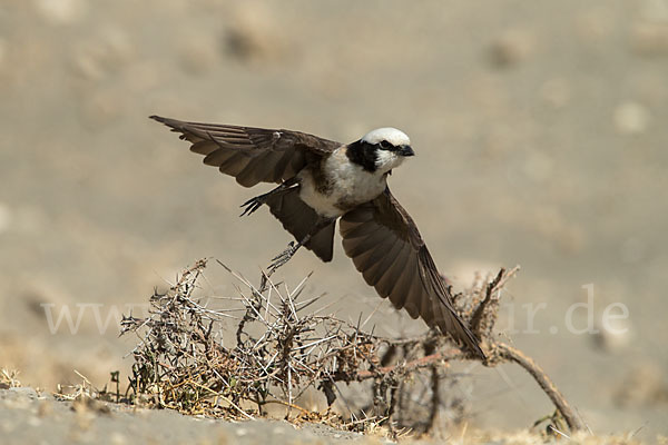 Rüppellwürger (Eurocephalus rueppelli)