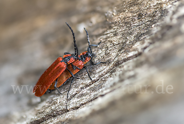 Rüssel-Rotdeckenkäfer (Lygistopterus sanguineus)