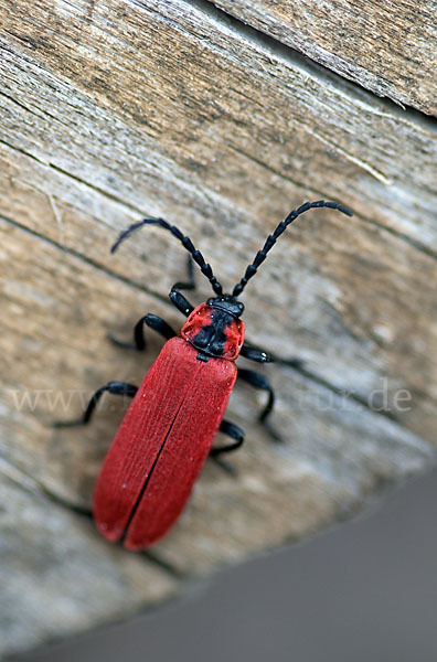 Rüssel-Rotdeckenkäfer (Lygistopterus sanguineus)