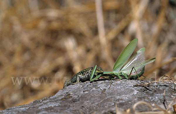 Ruineneidechse (Podarcis sicula)