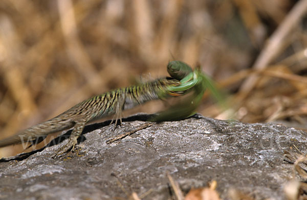 Ruineneidechse (Podarcis sicula)