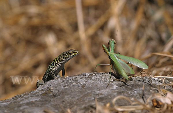 Ruineneidechse (Podarcis sicula)