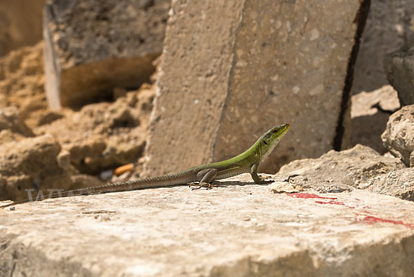 Ruineneidechse (Podarcis sicula)