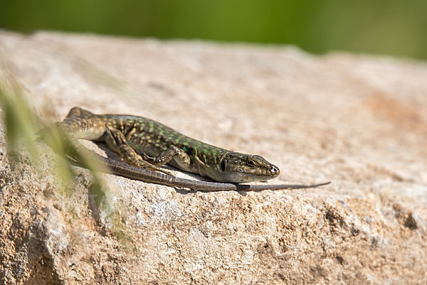 Ruineneidechse (Podarcis sicula)