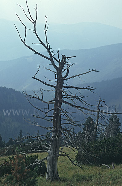 Rumänien (Romania)