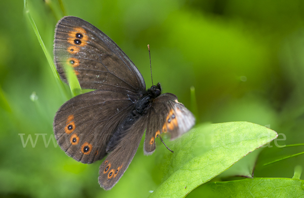 Rundaugen-Mohrenfalter (Erebia medusa)