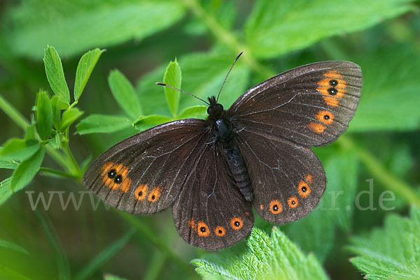 Rundaugen-Mohrenfalter (Erebia medusa)