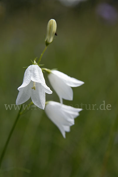 Rundblättrige Glockenblume (Campanula rotundifolia)