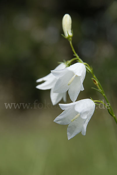 Rundblättrige Glockenblume (Campanula rotundifolia)