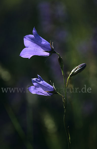 Rundblättrige Glockenblume (Campanula rotundifolia)