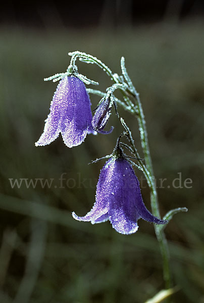 Rundblättrige Glockenblume (Campanula rotundifolia)